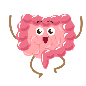 intestin en bonne santé