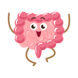 intestin en bonne santé